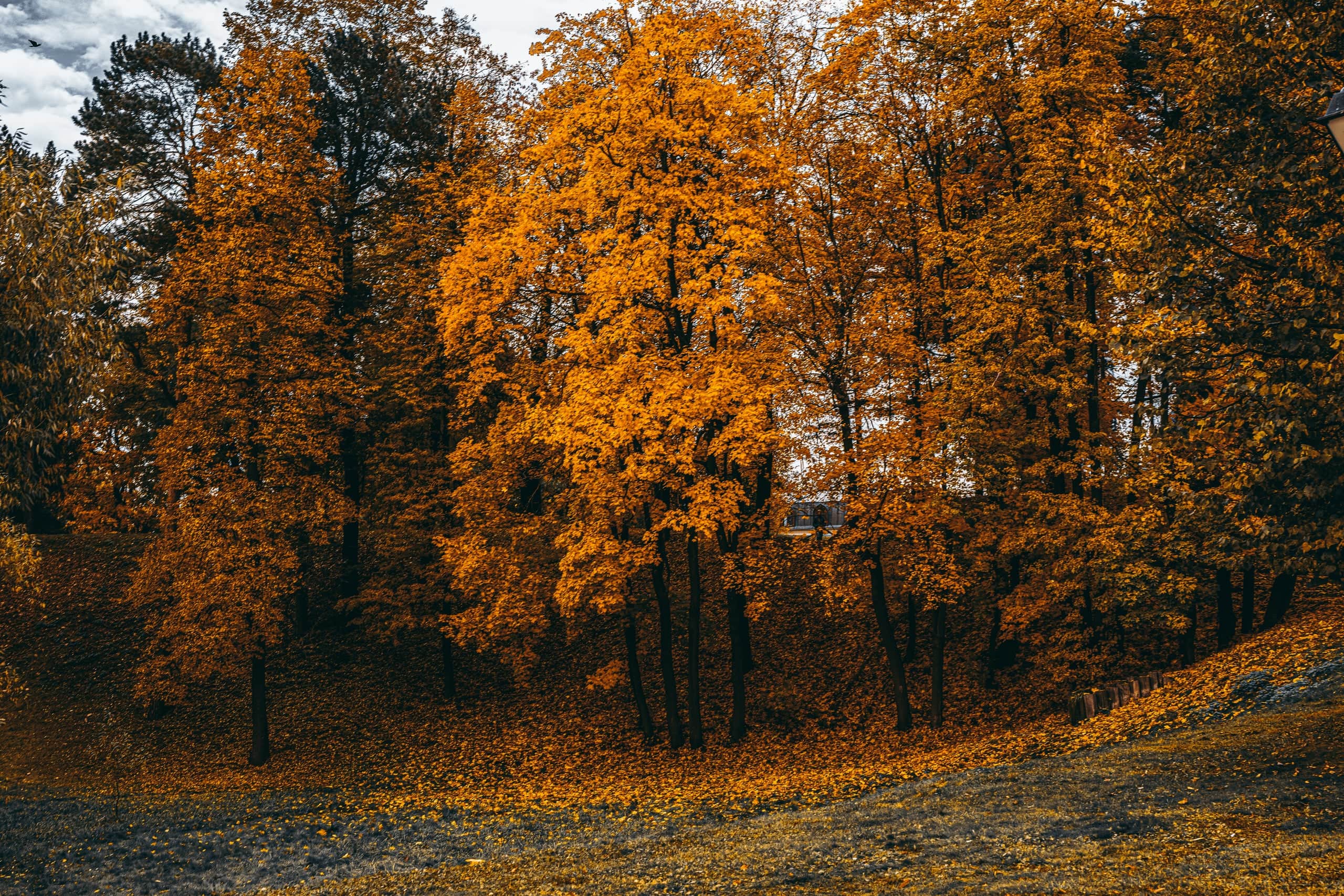 DSC_4300_1